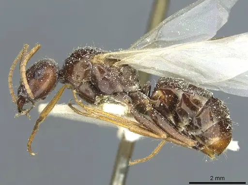 Cataglyphis aenescens - CASENT0912171