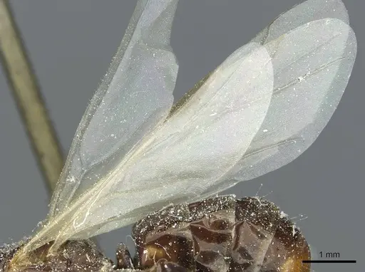 Cataglyphis aenescens - CASENT0912171