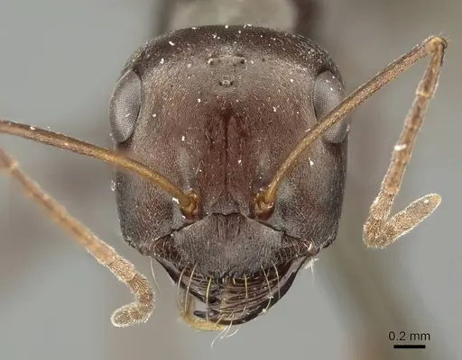 Cataglyphis aenescens - CASENT0915624