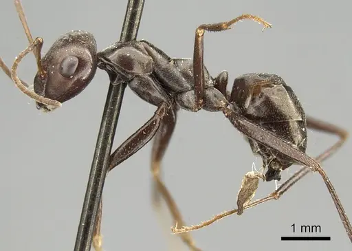 Cataglyphis aenescens - CASENT0915624