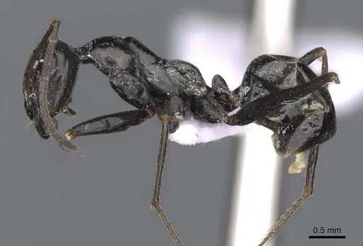 Cataglyphis aenescens - CDA000107