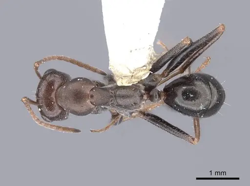 Cataglyphis aenescens - FMNHINS0000046226