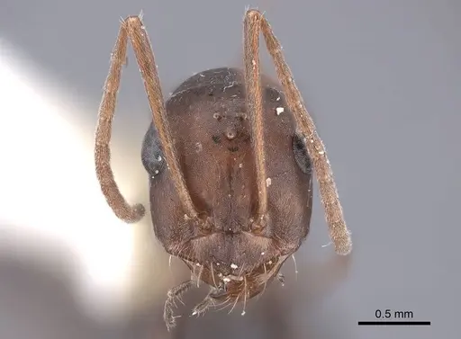 Cataglyphis aenescens - FMNHINS0000046226