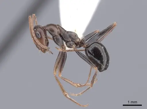 Cataglyphis aenescens - FMNHINS0000046226