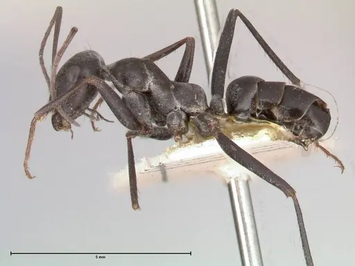 Cataglyphis aenescens - FOCOL0551