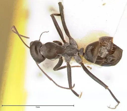 Cataglyphis aenescens - FOCOL0552