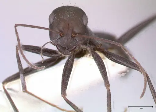 Cataglyphis aenescens - FOCOL0552