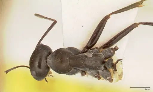 Cataglyphis aenescens - FOCOL0553