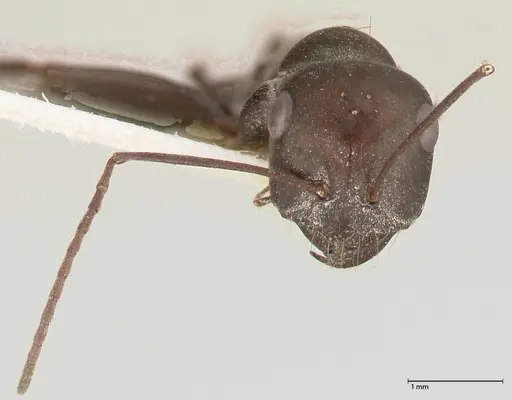 Cataglyphis aenescens - FOCOL0553