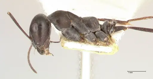 Cataglyphis aenescens - FOCOL0553