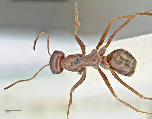 Cataglyphis aenescens - FOCOL2754