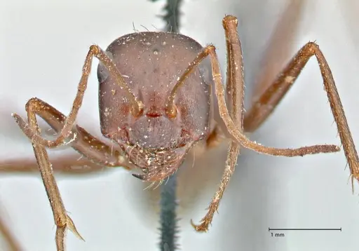 Cataglyphis aenescens - FOCOL2755