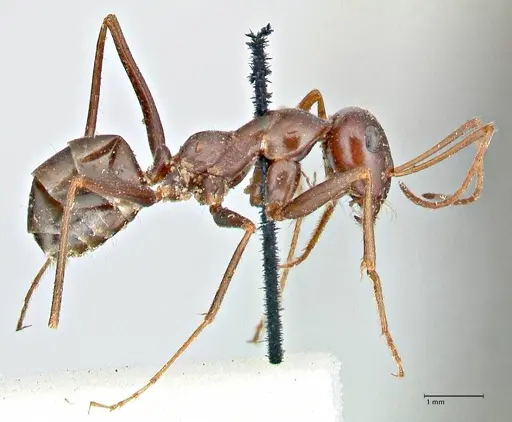 Cataglyphis aenescens - FOCOL2755