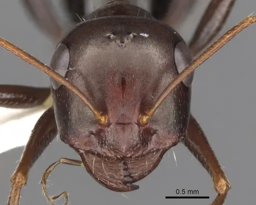 Cataglyphis albicans specimen