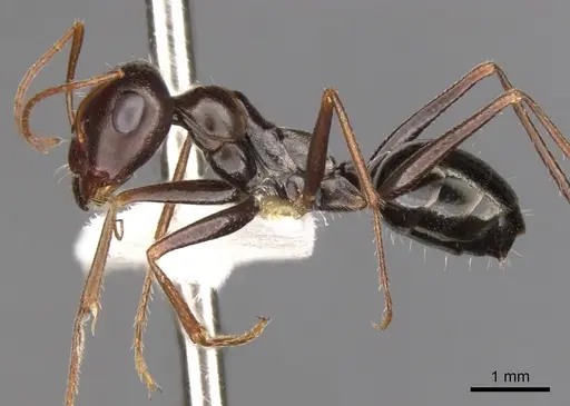 Cataglyphis albicans specimen