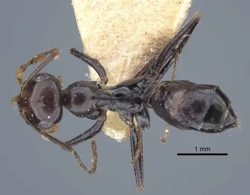 Cataglyphis alibabae specimen