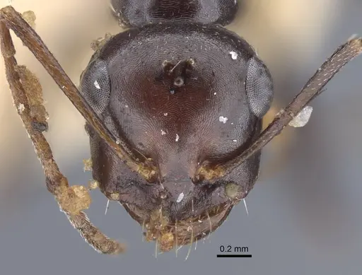 Cataglyphis alibabae specimen