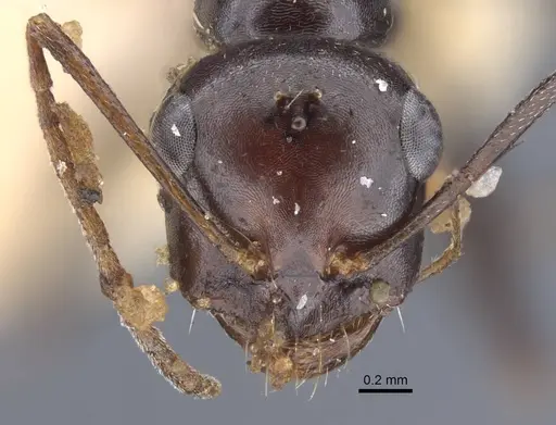 Cataglyphis alibabae specimen