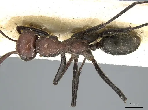 Cataglyphis altisquamis specimen