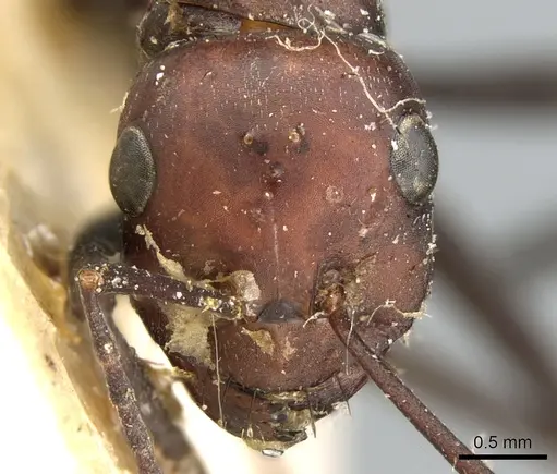 Cataglyphis altisquamis specimen