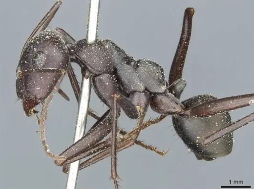 Cataglyphis altisquamis - CASENT0912178