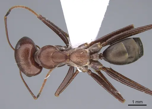 Cataglyphis aphrodite specimen