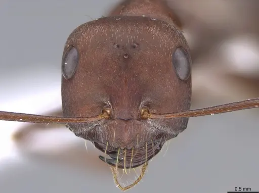 Cataglyphis aphrodite specimen