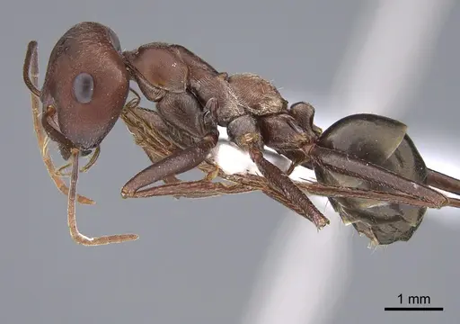 Cataglyphis aphrodite specimen