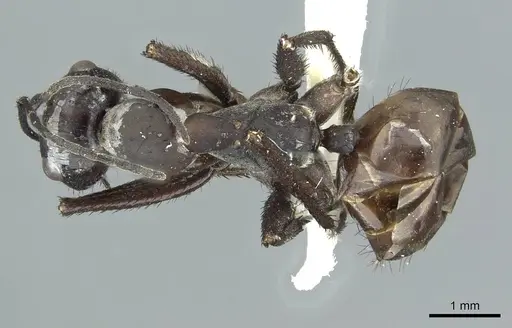 Cataglyphis asiriensis specimen