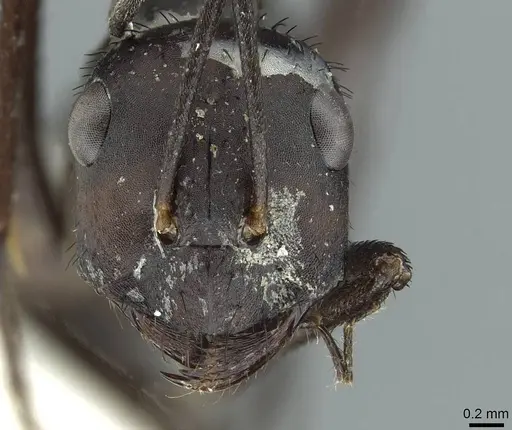 Cataglyphis asiriensis specimen