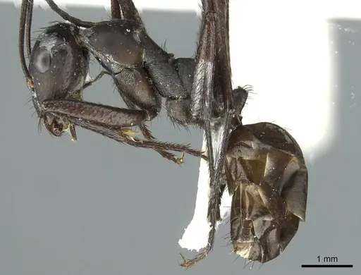 Cataglyphis asiriensis specimen