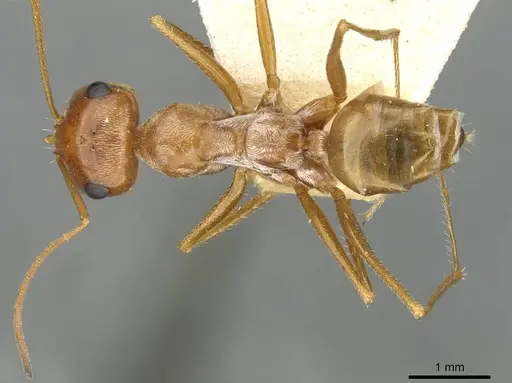 Cataglyphis aurata specimen