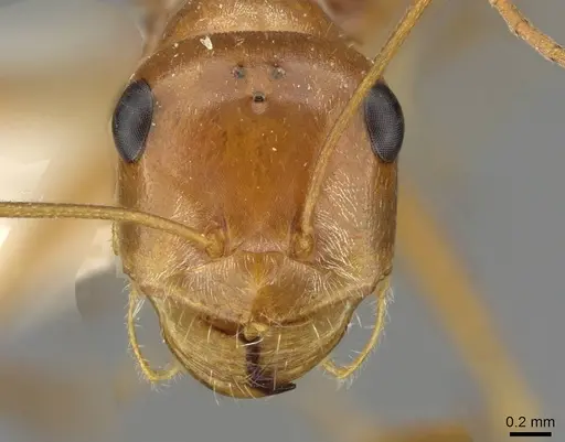 Cataglyphis aurata specimen