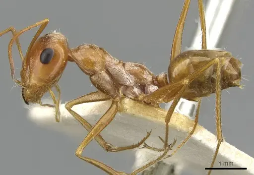 Cataglyphis aurata specimen