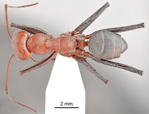 Cataglyphis bazoftensis specimen