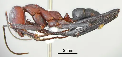 Cataglyphis bazoftensis specimen