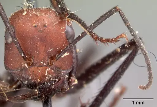 Cataglyphis bicolor specimen