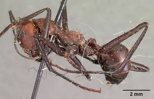 Cataglyphis bicolor specimen