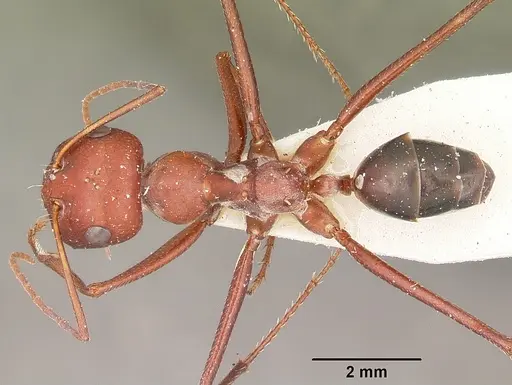 Cataglyphis bicolor - CASENT0104612