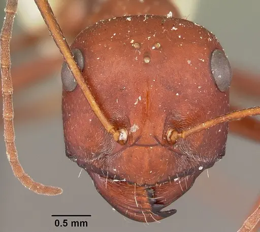 Cataglyphis bicolor - CASENT0104612