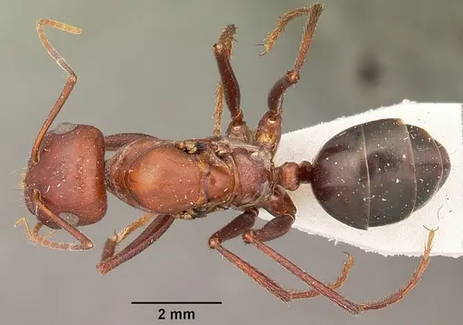 Cataglyphis bicolor - CASENT0104613