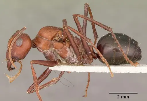 Cataglyphis bicolor - CASENT0104613