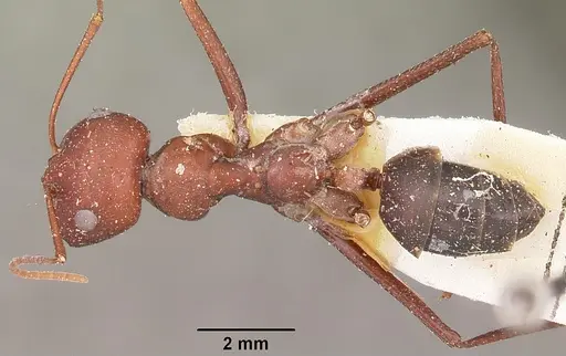 Cataglyphis bicolor - CASENT0104614