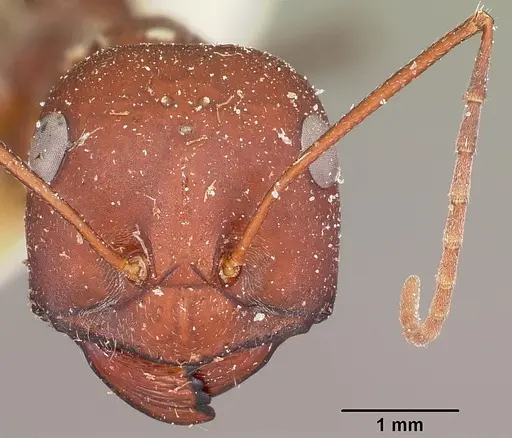 Cataglyphis bicolor - CASENT0104614