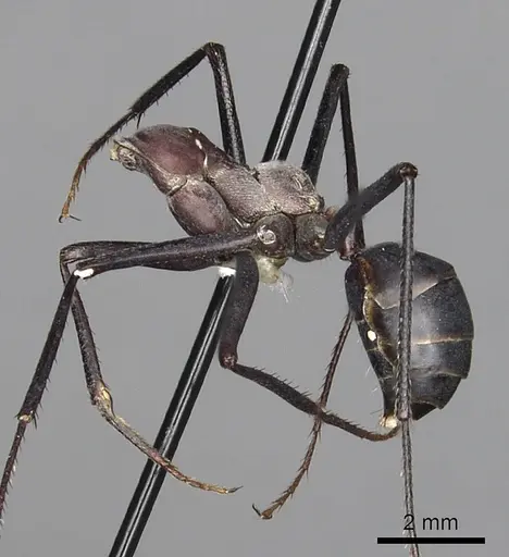 Cataglyphis bicolor - CASENT0280332