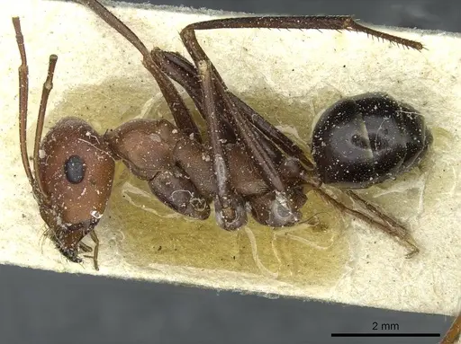 Cataglyphis bicolor - CASENT0912179