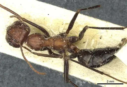 Cataglyphis bicolor - CASENT0912180