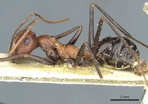 Cataglyphis bicolor - CASENT0912180