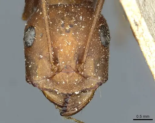 Cataglyphis bicolor - CASENT0912181
