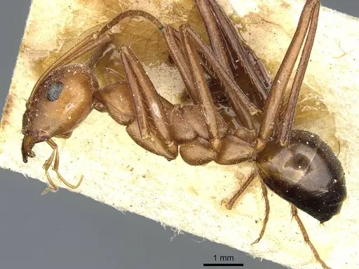 Cataglyphis bicolor - CASENT0912181